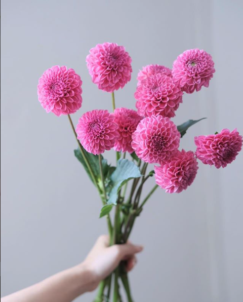 다알리아_bronzeblue