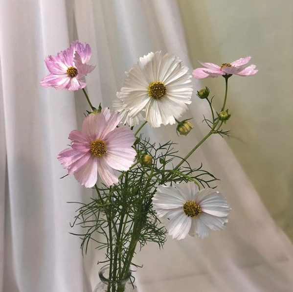 코스모스_la_floha