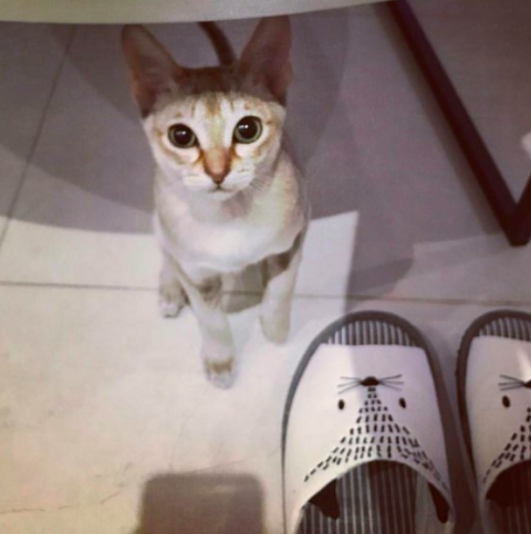 스크린샷 2018-11-19 오전 11.44.14