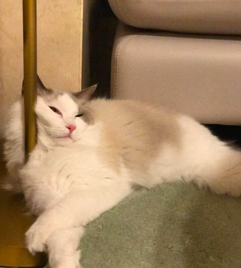 스크린샷 2018-11-19 오전 11.44.21