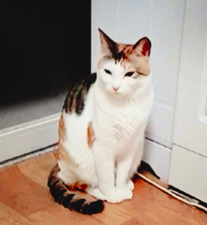 스크린샷 2018-11-19 오전 11.47.21