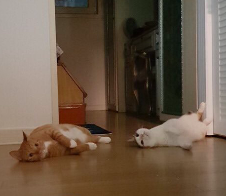 스크린샷 2018-11-19 오후 12.11.36