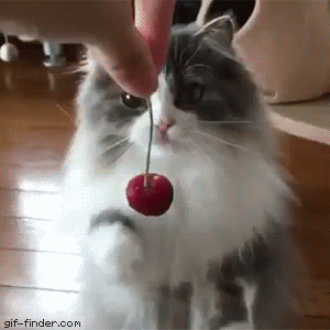 Cat-tries-to-gently-grab-a-cherry