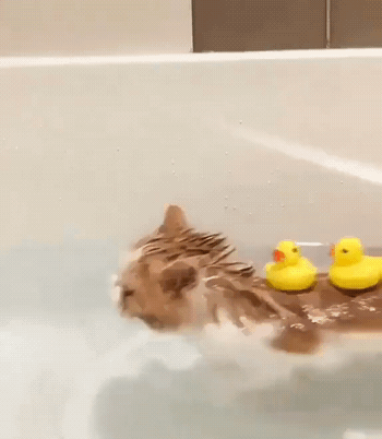 d431c13f144700159f48ed2d725ed626_1545391471_1624