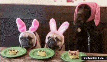 Funny-Dogs-Eating-Rabbit-Video-Gif
