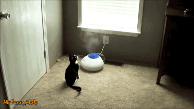 tumblr_nl7qxd2nMt1s02vreo6_400