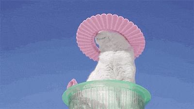 giphy-1