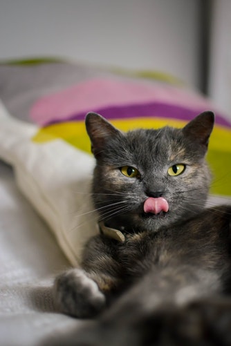 photo-1548585427-853dcfe71da5