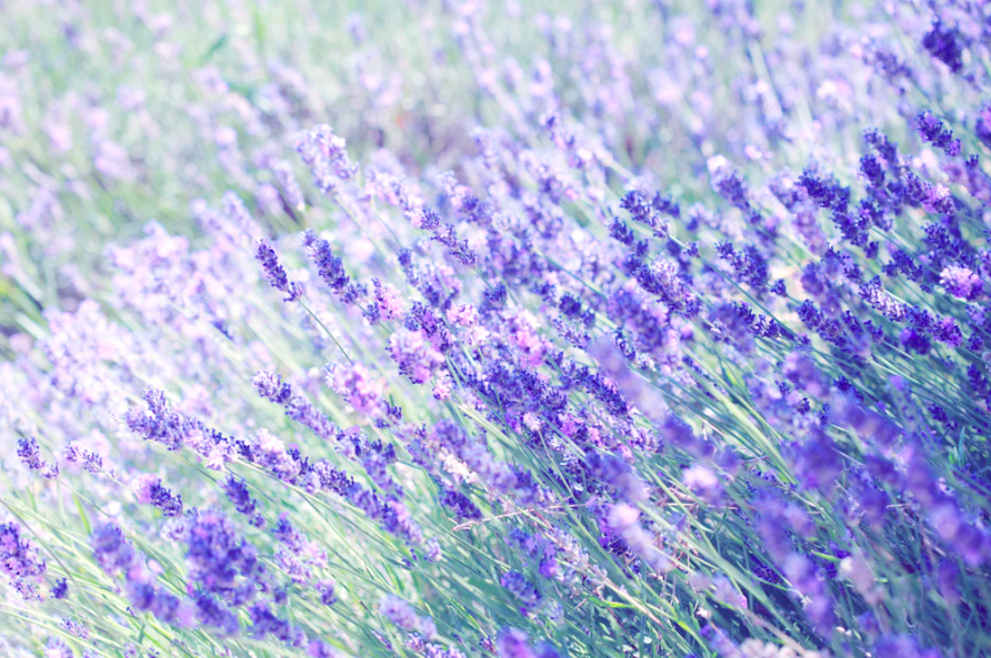 스크린샷 2019-06-13 오후 4.53.34