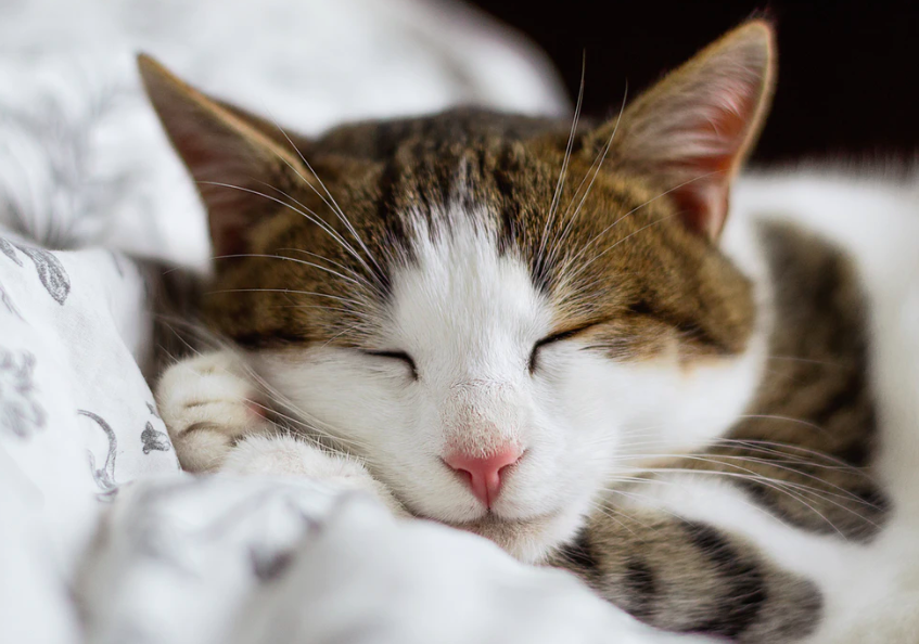 스크린샷 2019-11-29 오후 1.33.16