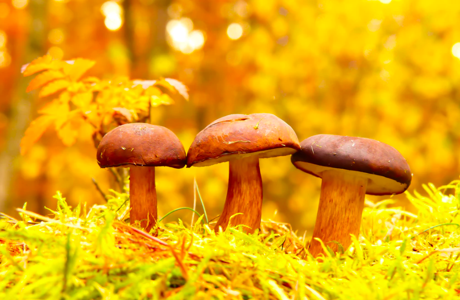 스크린샷 2020-01-20 오후 2.11.15