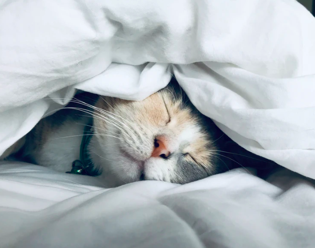 스크린샷 2020-02-06 오후 3.57.22