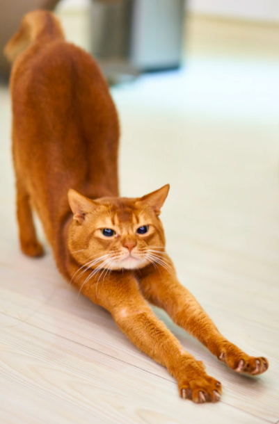 스크린샷 2020-03-27 오전 11.09.39