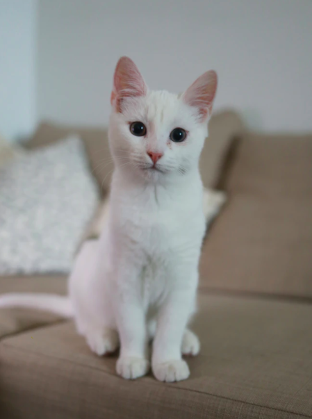 스크린샷 2020-03-27 오전 11.10.04