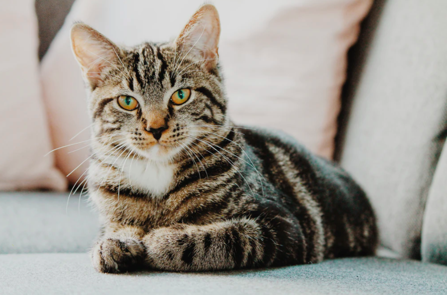 스크린샷 2020-03-27 오후 6.05.54