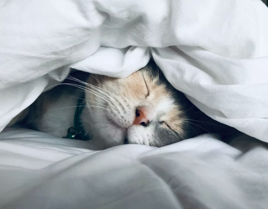 스크린샷 2021-10-04 오후 10.57.36