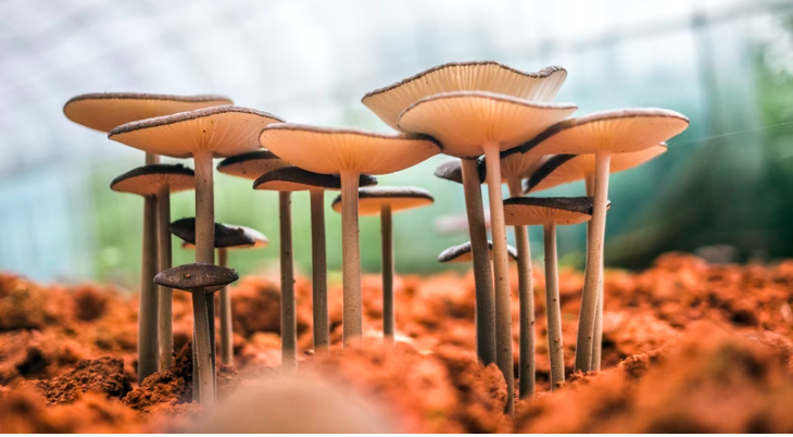 스크린샷 2021-11-12 오전 1.10.01