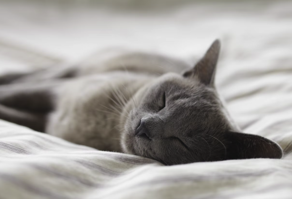 스크린샷 2022-01-31 오후 6.56.14