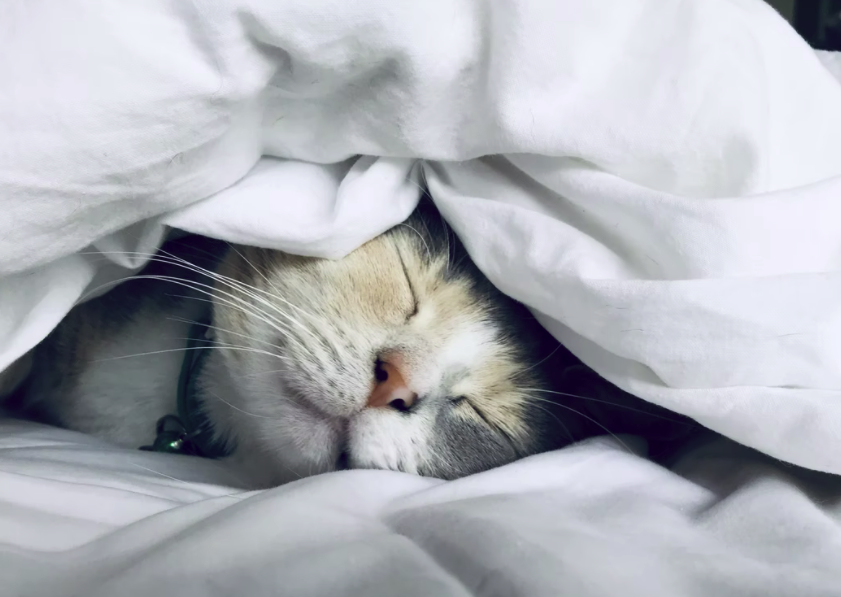 스크린샷 2022-01-31 오후 6.55.41