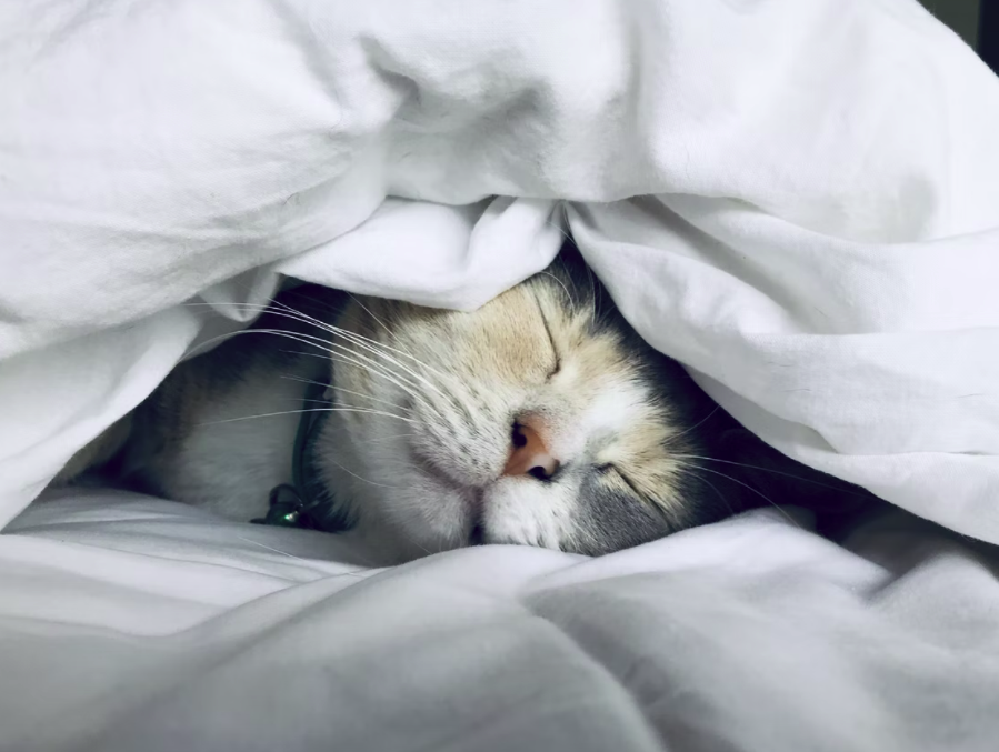 스크린샷 2022-04-03 오후 4.10.53