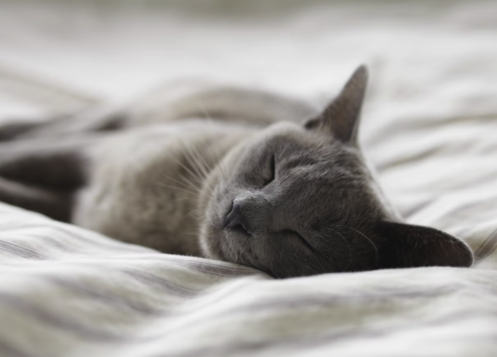 스크린샷 2022-04-03 오후 4.11.22