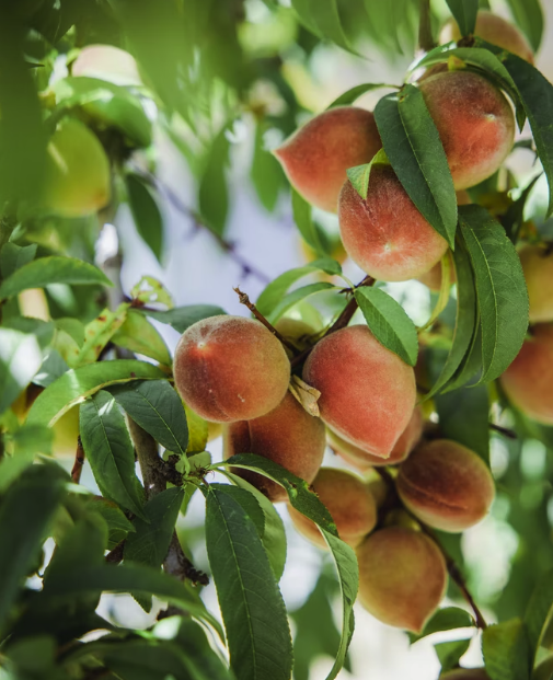 스크린샷 2022-06-26 오후 3.37.11