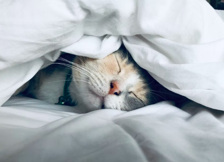 스크린샷 2022-08-07 오후 9.31.06