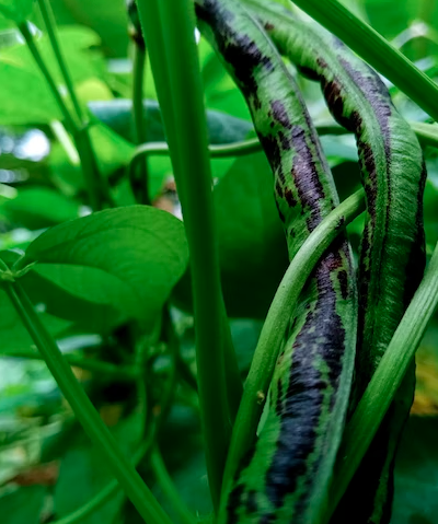 스크린샷 2022-11-19 오전 11.12.32