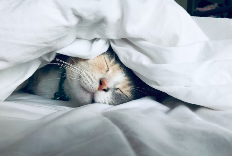 스크린샷 2022-12-11 오후 5.47.37