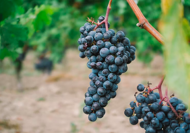 스크린샷 2023-02-12 오전 11.39.33