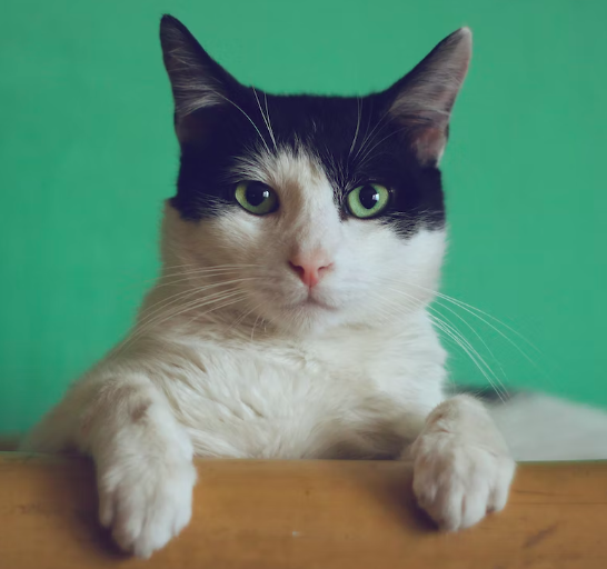 스크린샷 2023-02-12 오후 3.15.01